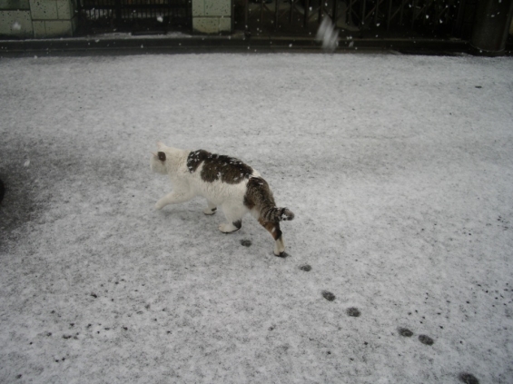 猫画像｜雪の日の探検
