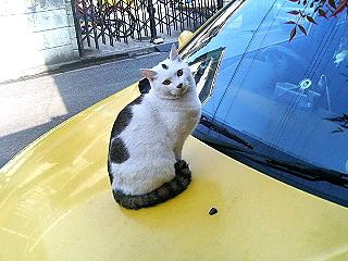 猫画像｜これ僕の車です