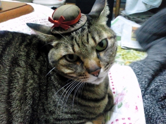 猫画像｜帽子
