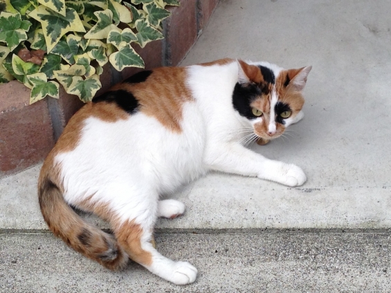 猫画像｜街で見かけた三毛さん
