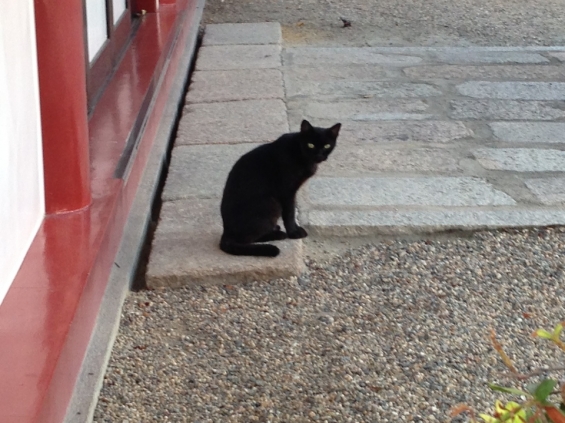 猫画像｜四天王寺の猫＠黒猫総選挙