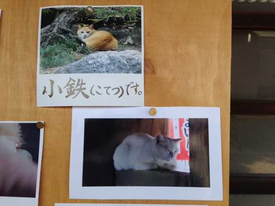 猫画像｜大阪住吉大社の猫