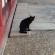 猫画像｜四天王寺の猫＠黒猫総選挙