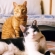 猫画像｜昭和の香り漂う風味の記念撮影