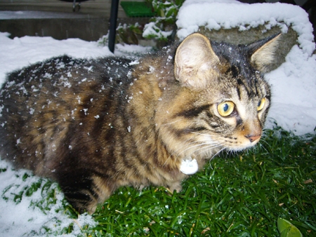 猫画像｜まる　雪