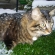 猫画像｜まる　雪
