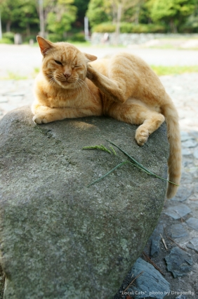 猫画像｜日陰のでっかい石の上は涼しいにゃ！