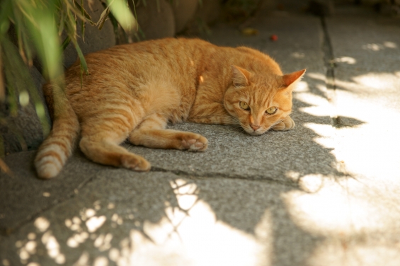 猫画像｜日陰で涼む寝仔
