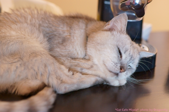 猫画像｜ジュゴン爺「眠いのぢゃが」