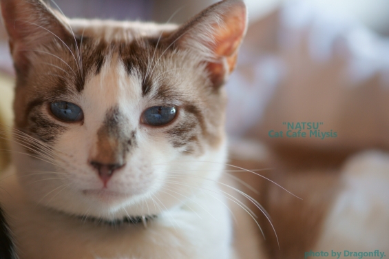 猫画像｜青い瞳のなつ