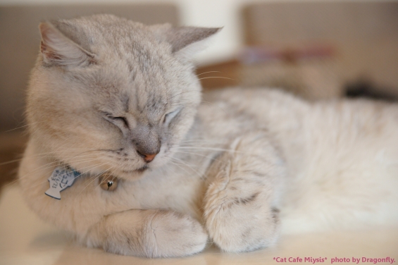 猫画像｜ジュゴン爺のかわいい寝