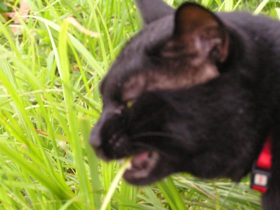 猫画像｜道草を食う猫