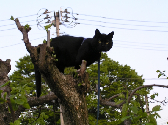 猫画像｜柿の木に上ってみた～