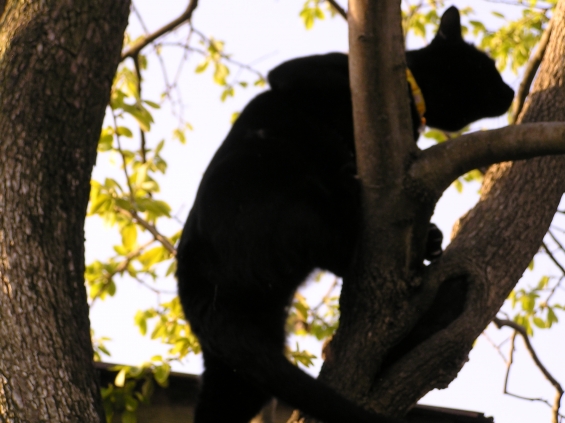 猫画像｜木によじ登る猫