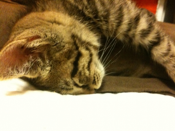猫画像｜枕の使い方（その２）