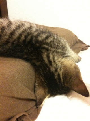 猫画像｜枕の使い方（その1）
