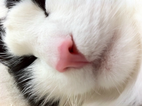 猫画像｜アイリスさんのお鼻。ピンクー！