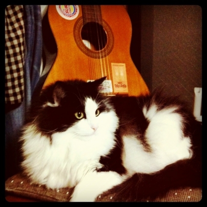 猫画像｜ギターとアイリスPart2