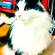 猫画像｜ヴィヴィッドなアイリスさん。
