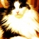 猫画像｜金色のアイリス王子。