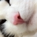 猫画像｜アイリスさんのお鼻。ピンクー！