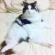 猫画像｜いや〜ん(*&#039;ω&#039;*)