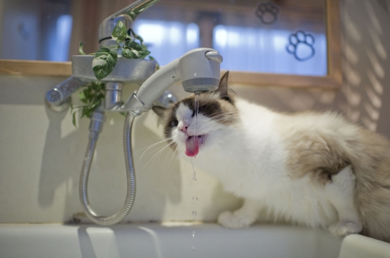 猫画像｜水飲みドリーさん