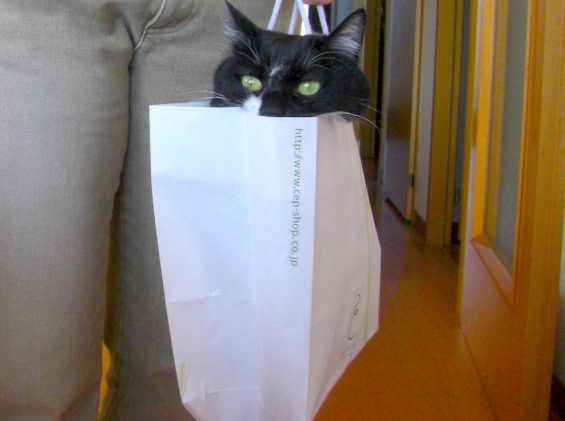 猫画像｜袋好き。