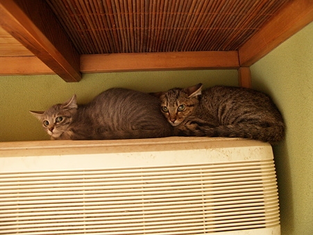 猫画像｜福島保護猫