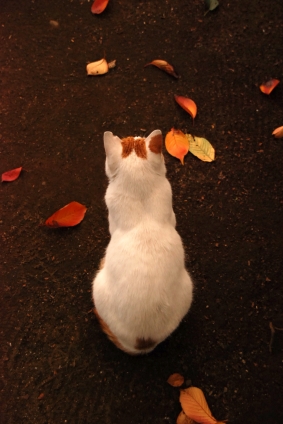 猫画像｜紅葉