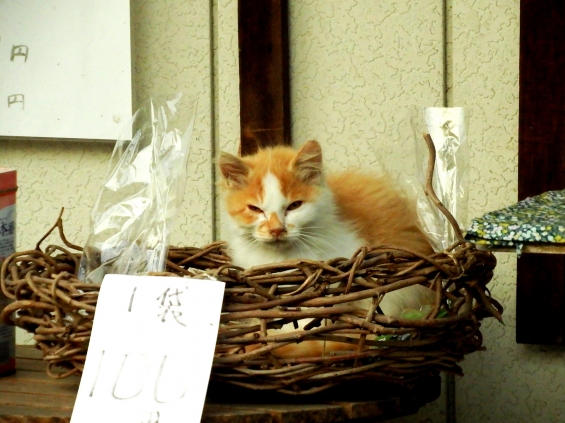 猫画像｜100円？