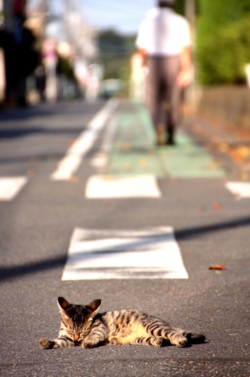 猫画像｜わが道を行く。