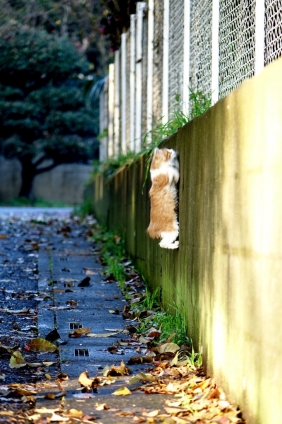 猫画像｜壁登り