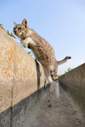 猫画像｜ジャンプ！
