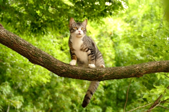 猫画像｜木登り猫