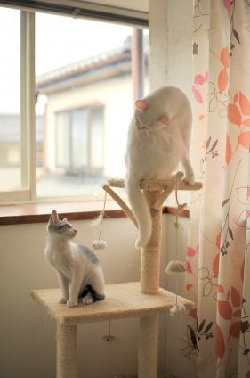 猫画像｜みゅーと小梅