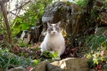 唐沢山神社猫