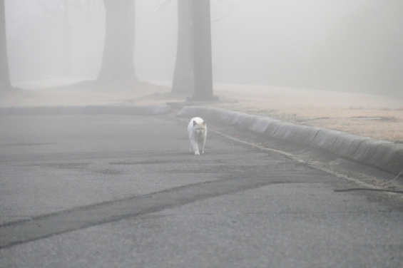 猫画像｜霧の中を。