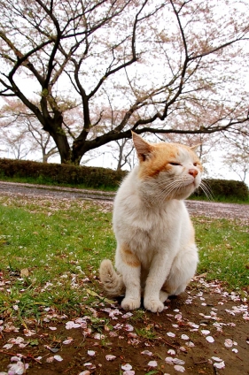猫画像｜春の匂い