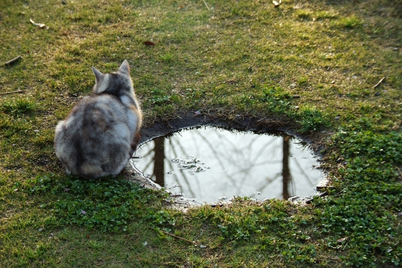 猫画像｜水鏡
