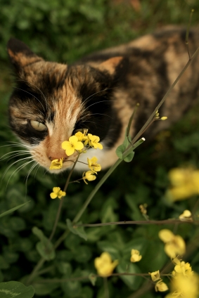 猫画像｜菜の花にゃんこ