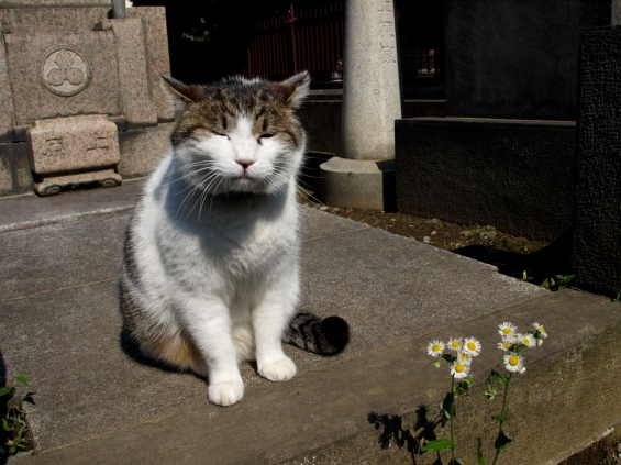 猫画像｜谷中にゃんこ   2