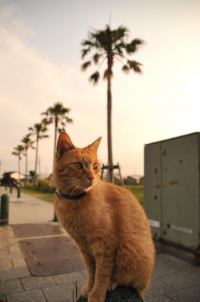 猫画像｜江ノ島にゃんこ