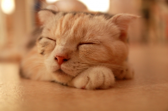 猫画像｜昼寝するニャ。