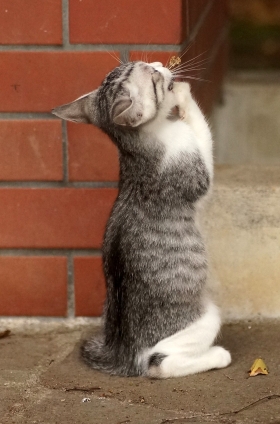 猫画像｜「祈り」