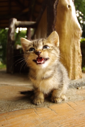 猫画像｜笑顔