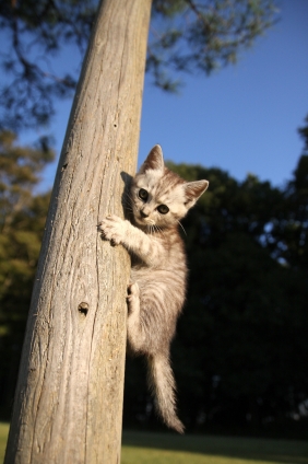 猫画像｜木登り。