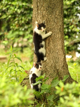 猫画像｜木登り