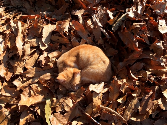 猫画像｜枯れ葉のベッド