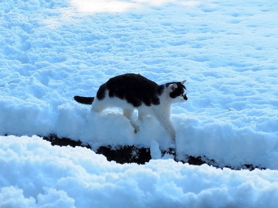 猫画像｜雪　猫
